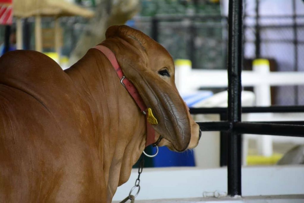 Agéndese para la Feria Nacional de la Ganadería en Montería